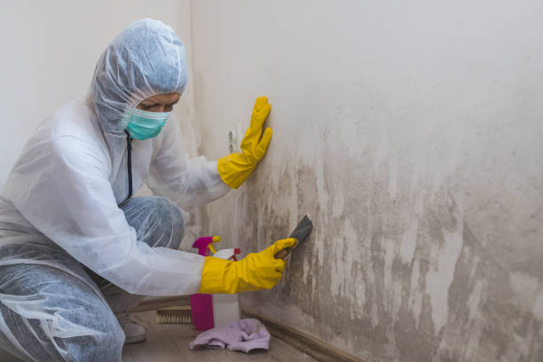 Best Local Mold Removal Service  in Cannon Af, NM