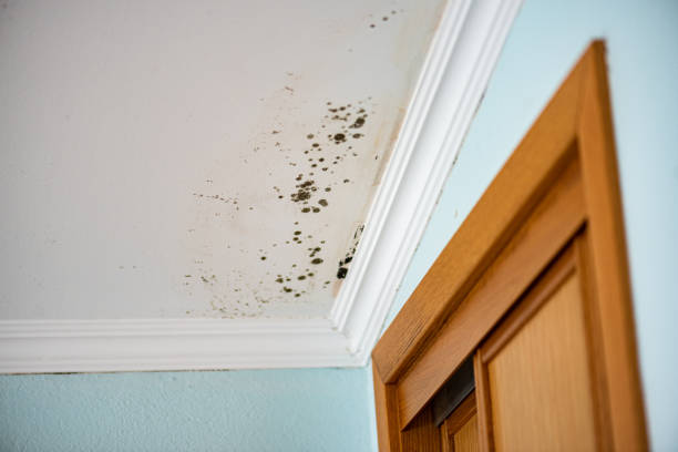 Mold Removal and Inspection in Cannon Af, NM