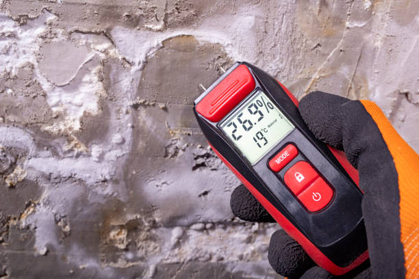 Best Toxic Mold Removal  in Cannon Af, NM