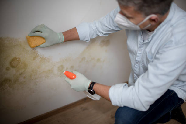 Best Best Mold Removal Companies  in Cannon Af, NM