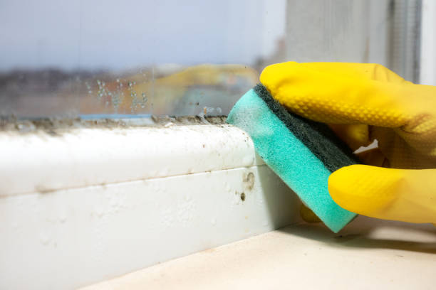 Best Fast Mold Removal  in Cannon Af, NM