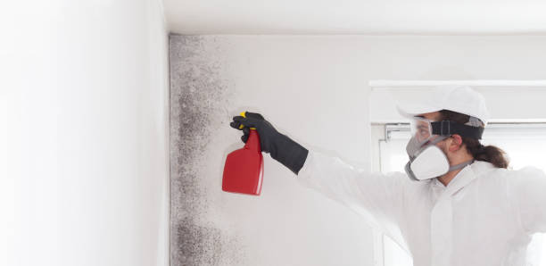 Best Professional Mold Removal  in Cannon Af, NM