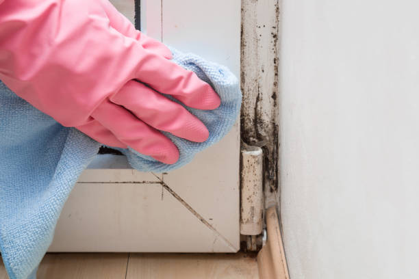 Best Office Mold Removal Services  in Cannon Af, NM